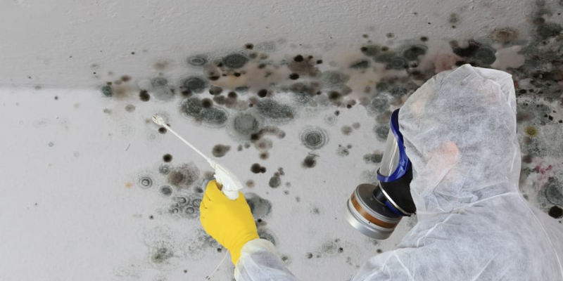 Important to Take Care Of Mold Removal