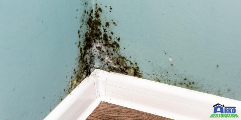 Mold and Rot Damage for Home