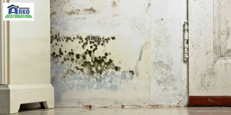  Mold can cause  Structural Damage .