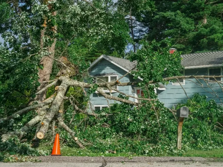 Large fallen tree blocking the front yard and partially covering a house.