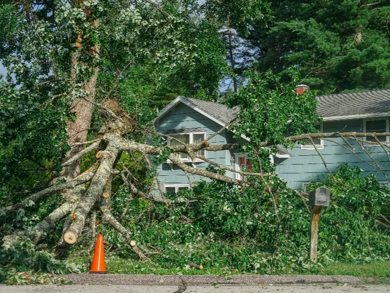 Large fallen tree blocking the front yard and partially covering a house.